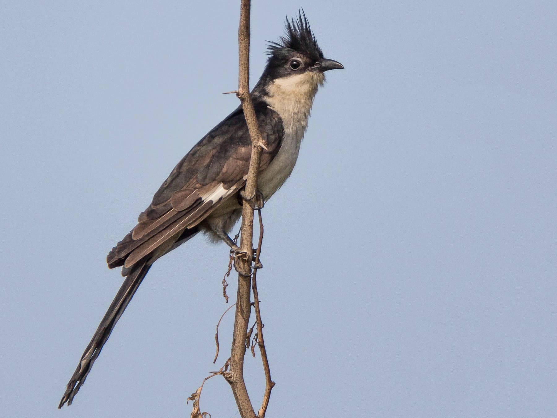 Pied Cuckoo (Jacobin Cuckoo)